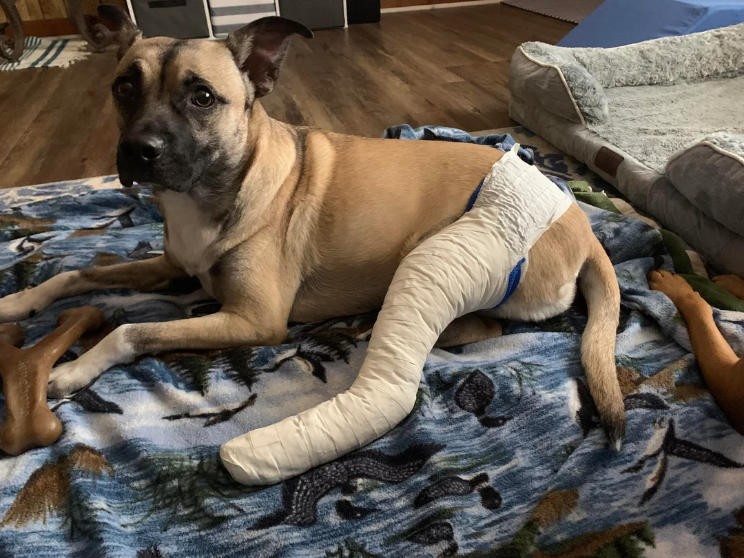 Redera Facebook ad: Read this if your dog had surgery recently