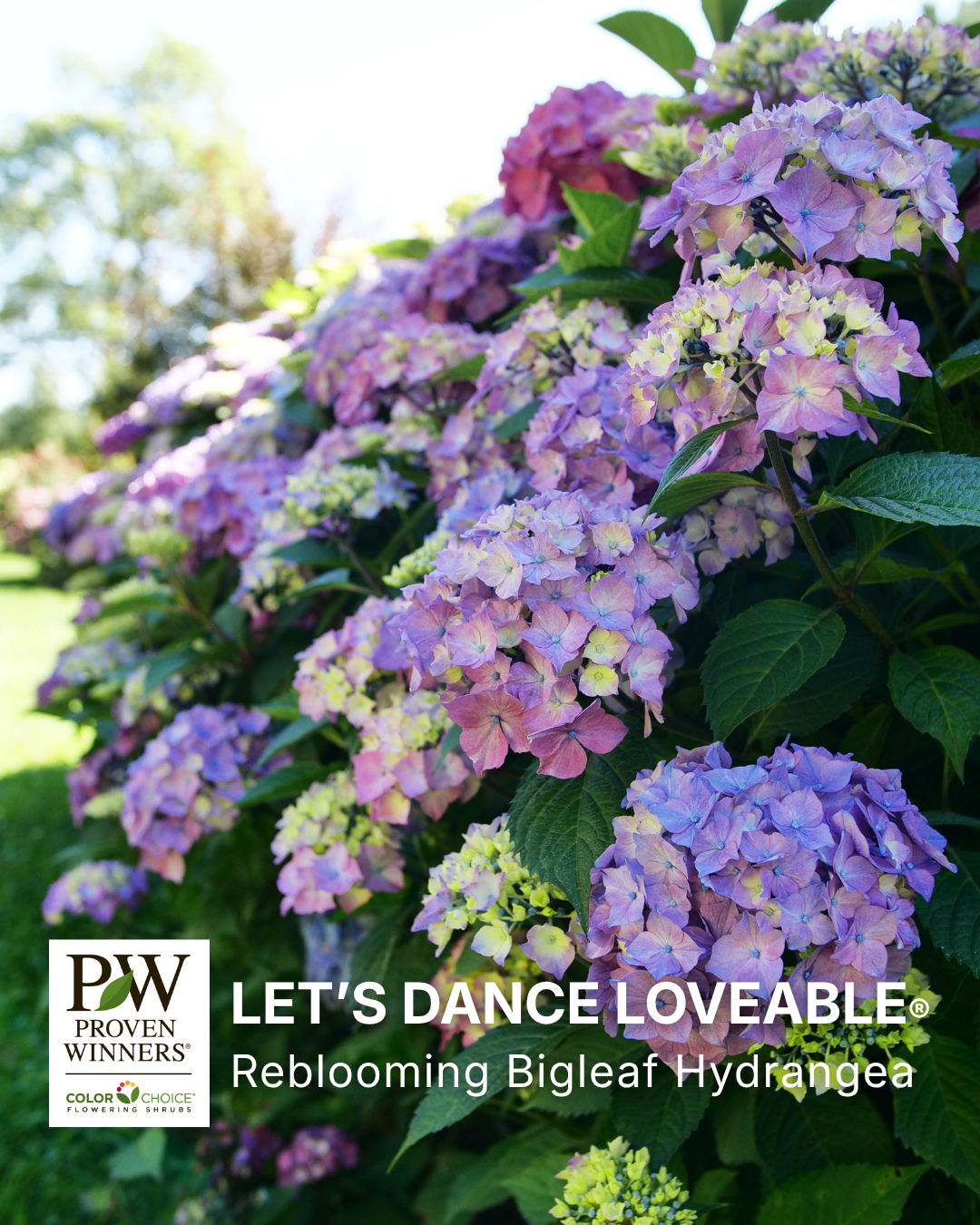 Proven Winners ColorChoice Flowering Shrubs Facebook ad: Elevate your outdoor space with Let’s Dance hydrangeas…