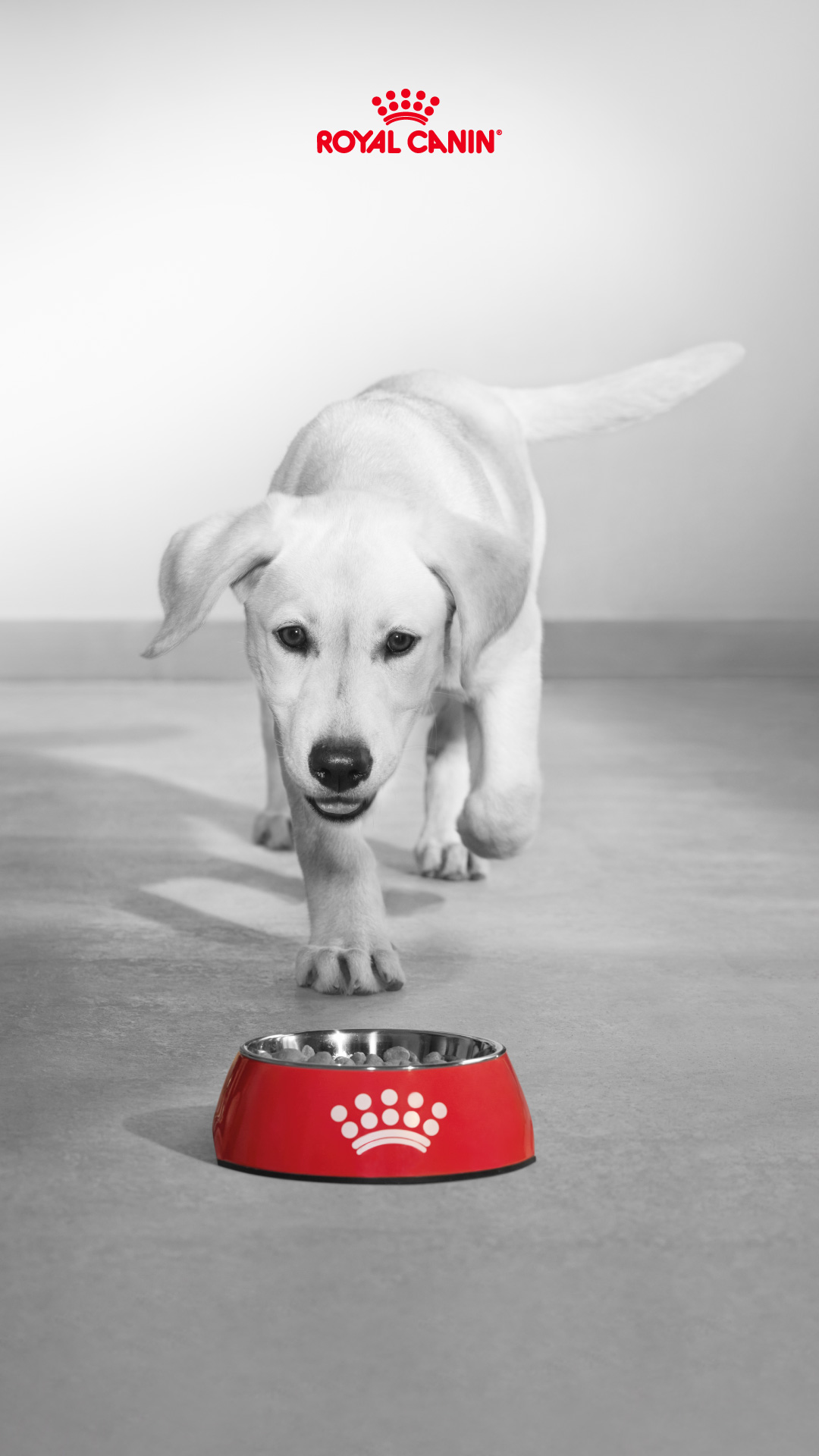 Royal Canin Colombia Facebook ad from May 8, 2026