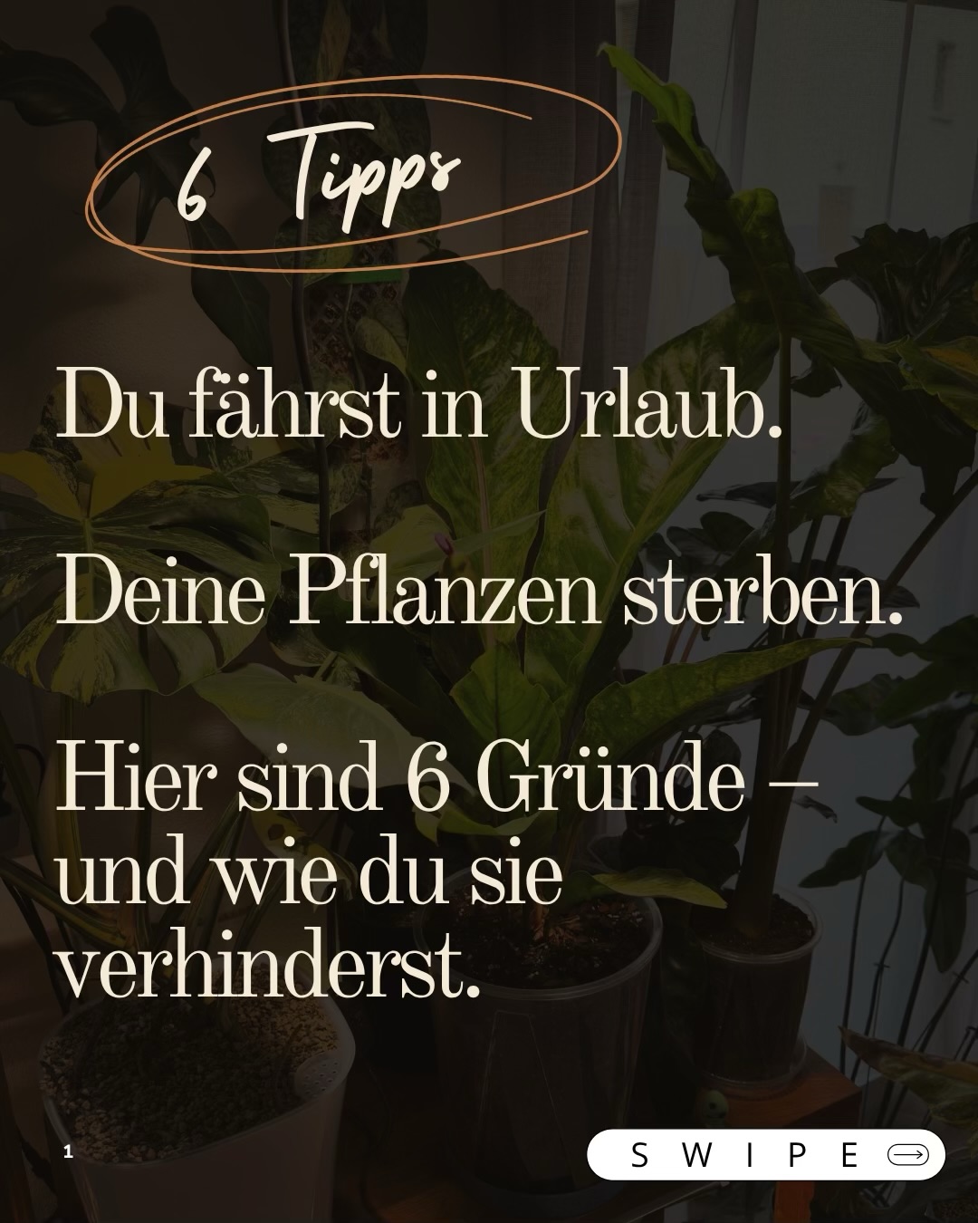 Foxeras_official Facebook ad: Letztes Jahr kam ich aus 2 Wochen Urlaub…