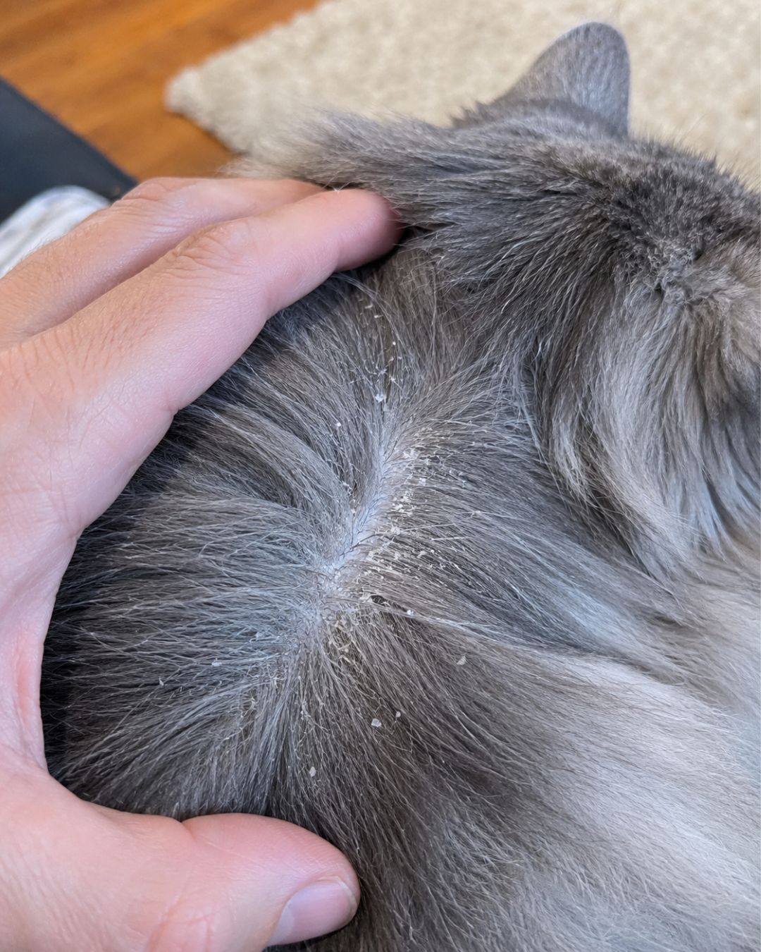 Vet Nurse - Kayla Brooks Facebook ad: I'm A Vet Nurse. My Cat Looked Neglected