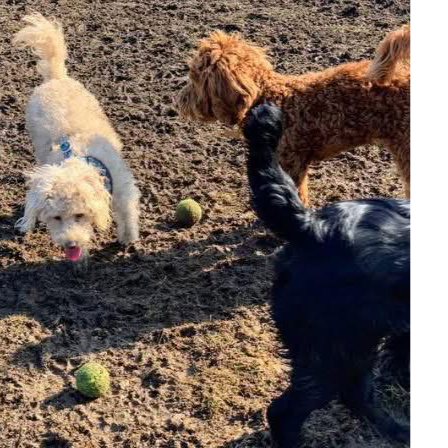Come Rain, Come Shine Dog Walking Facebook ad: Responsible, professional Dog Walking Service covering the…