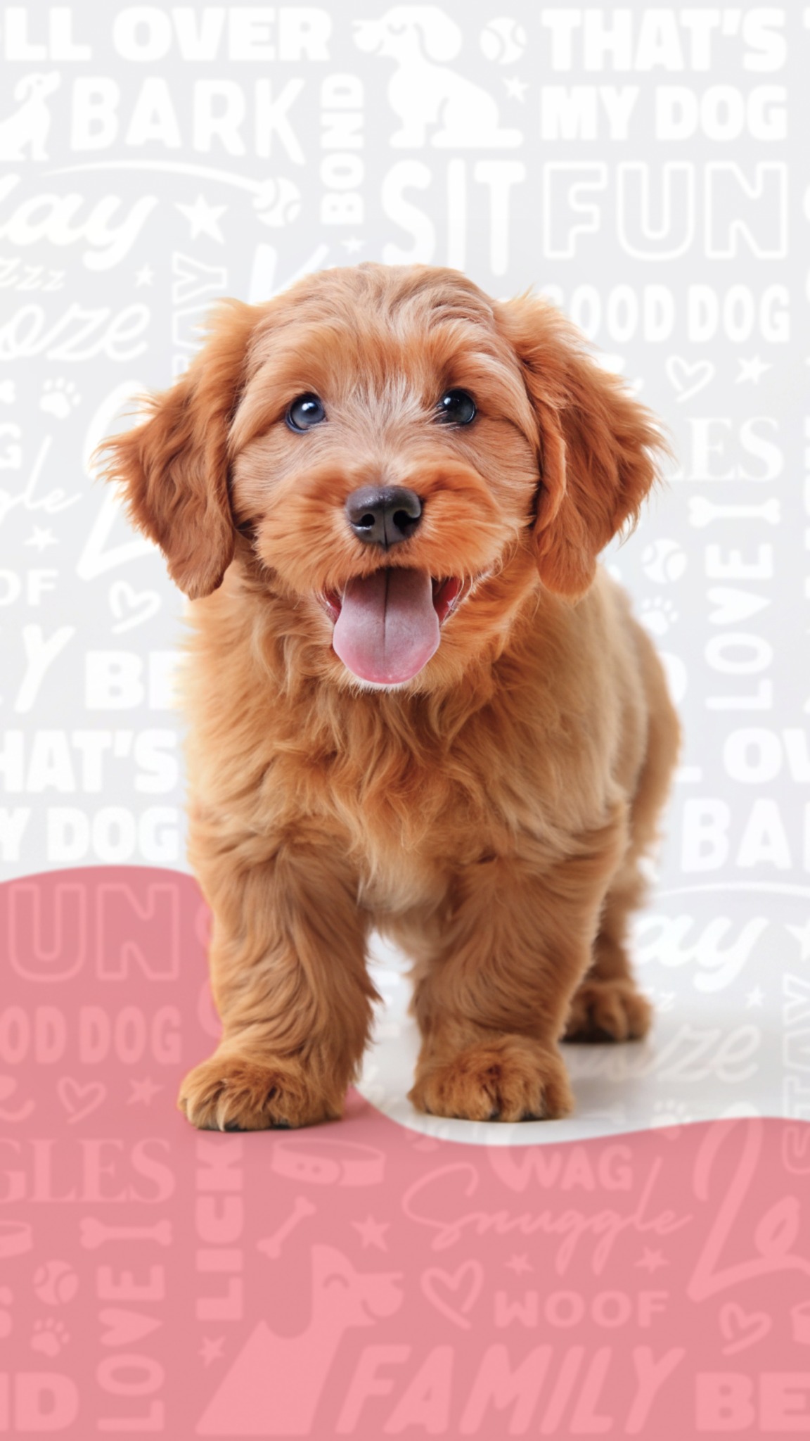 Waggles Charlotte Facebook ad: Meet our pawsome pups