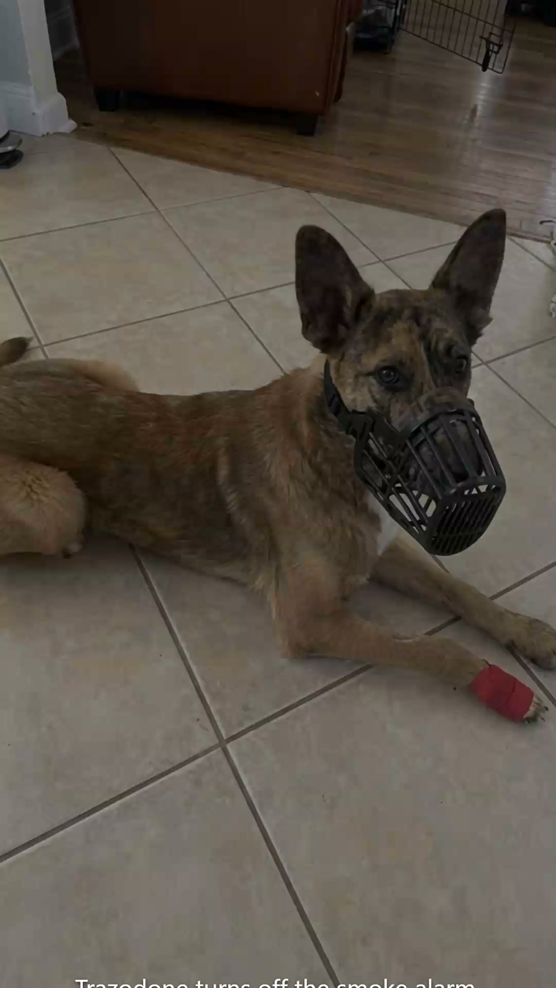 Lakeview Animal Hospital Facebook ad: Trazodone turns off the smoke alarm. Prozac stretches the…
