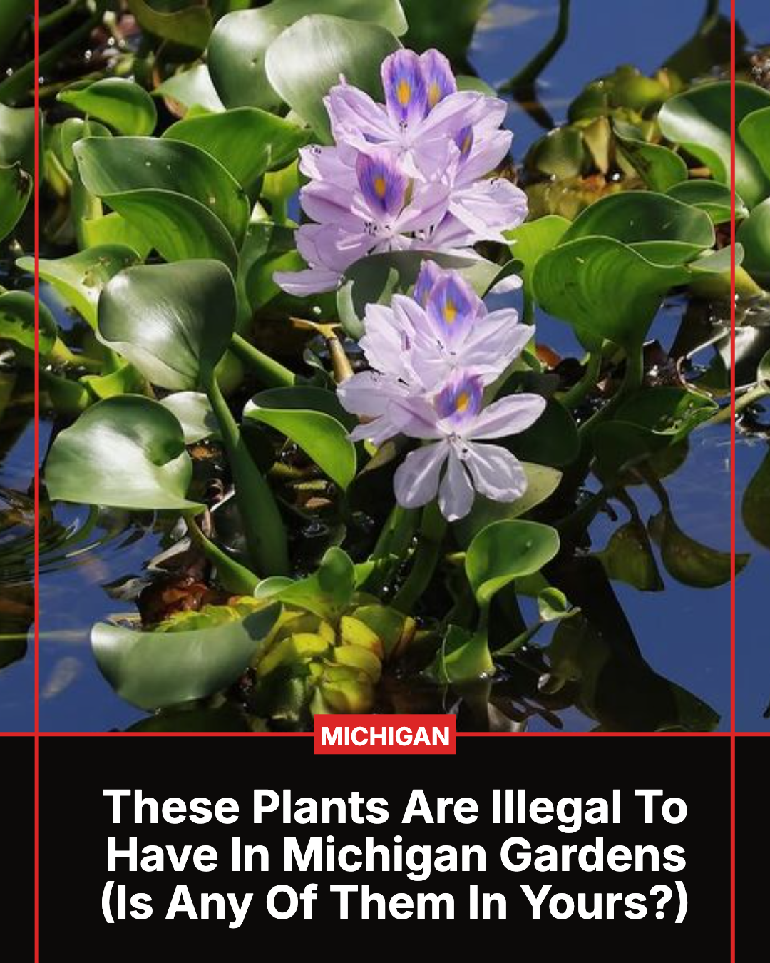Michigan Gardener Facebook ad: These Plants Are Illegal To Have In Michigan Gardens