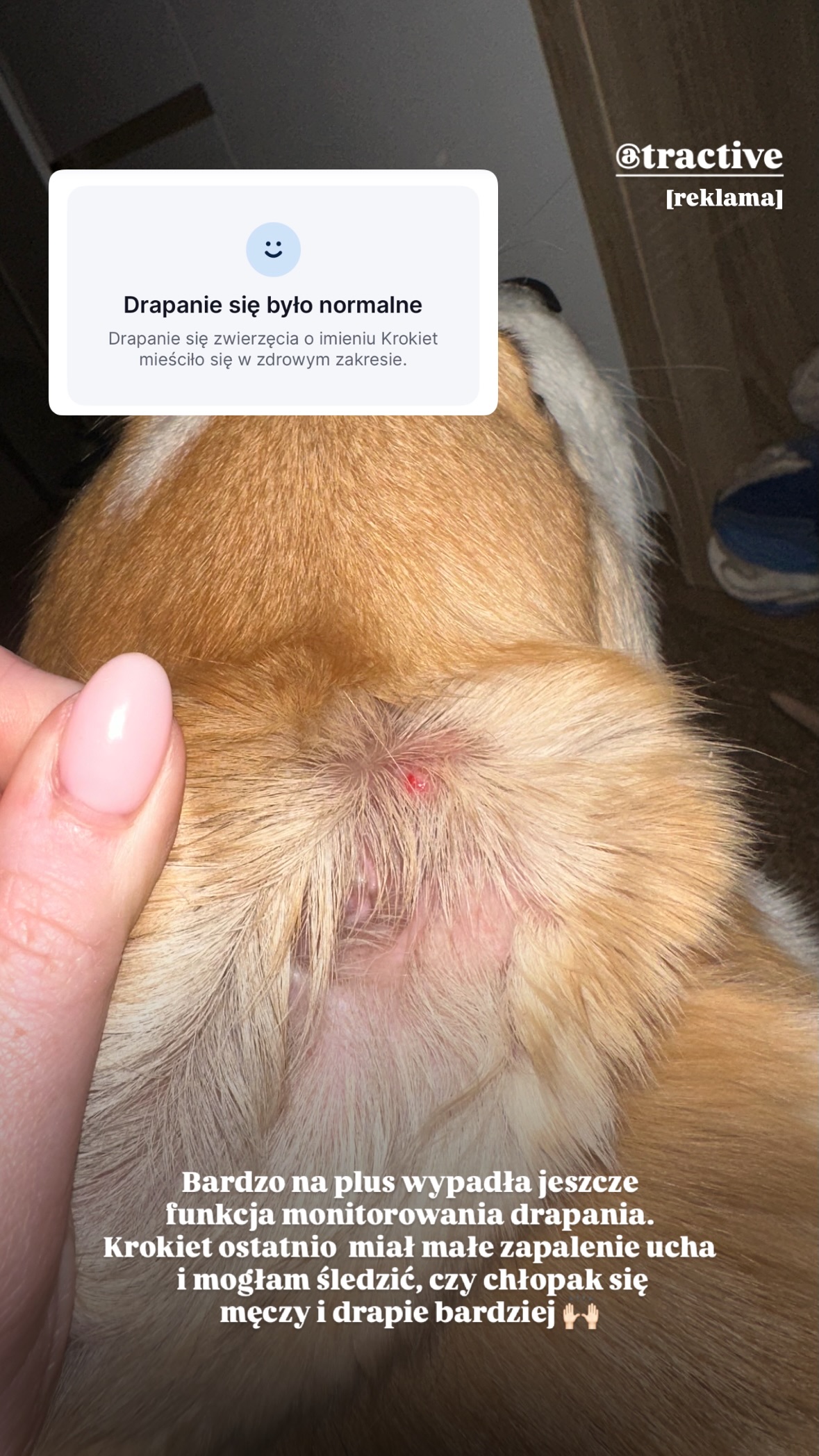 krokiet.corgi Facebook ad
