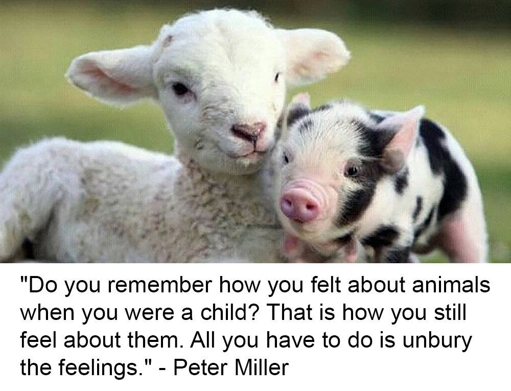 Animal Matters Facebook ad