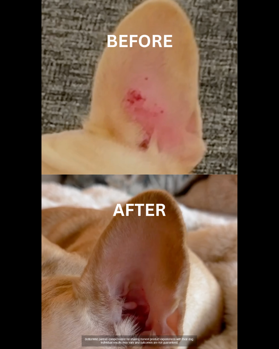 The Downtown Aly Facebook ad: This Will Change Your Dog's Life
