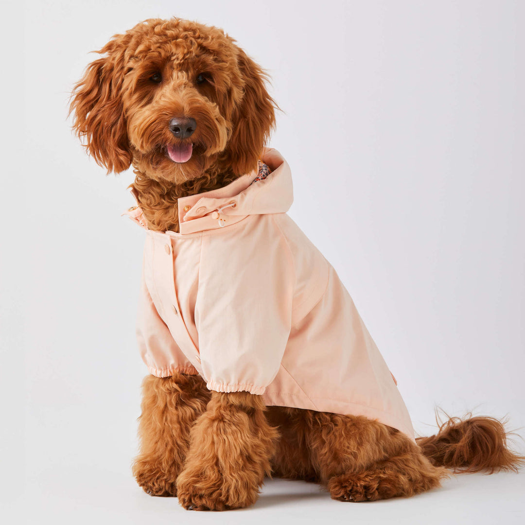 The Foggy Dog Facebook ad
