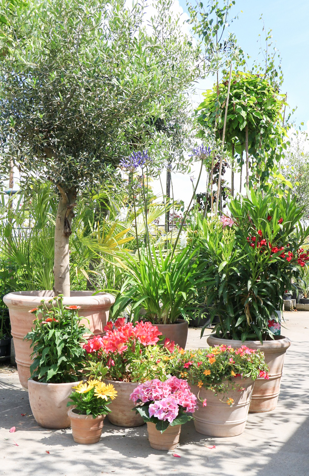 Tuincentrum Au Petit Jardin Facebook ad: Ontdek een uitgebreid assortiment buitenplanten, van…