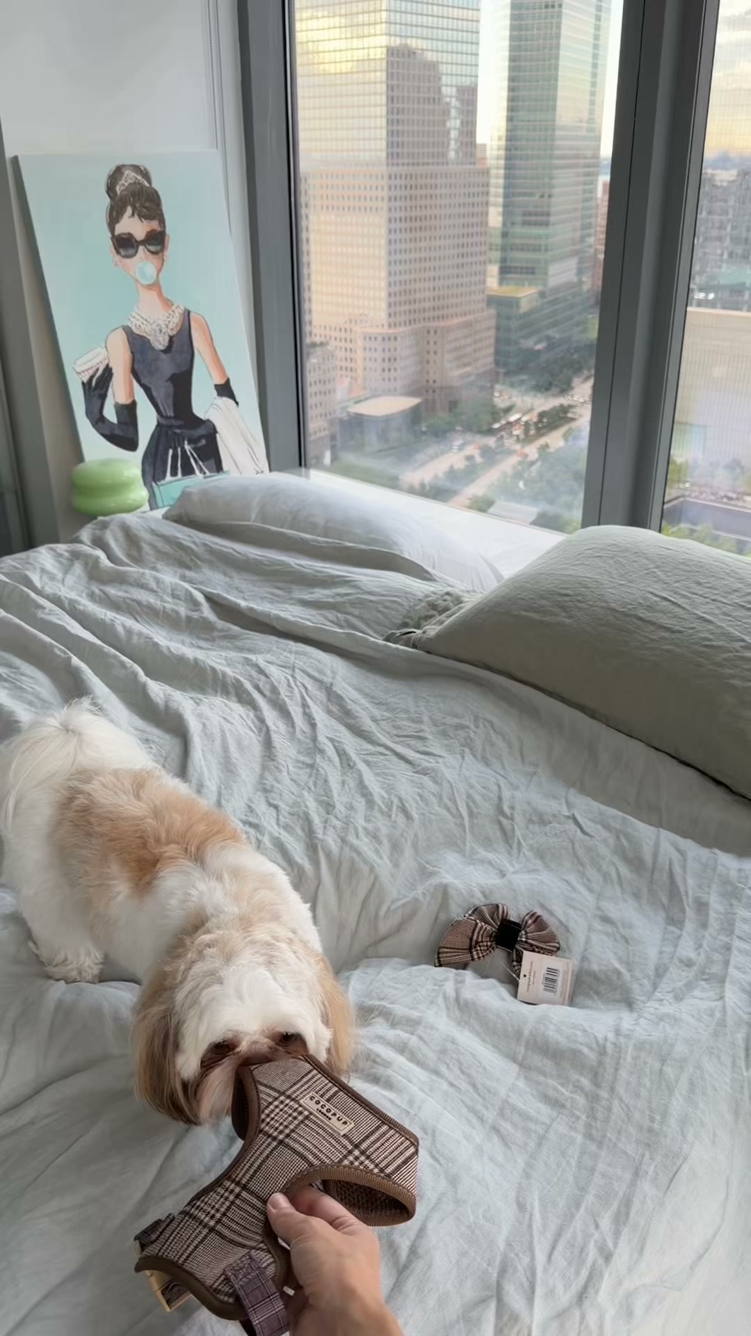 Cocopupuk Facebook ad: What Every Pup Needs