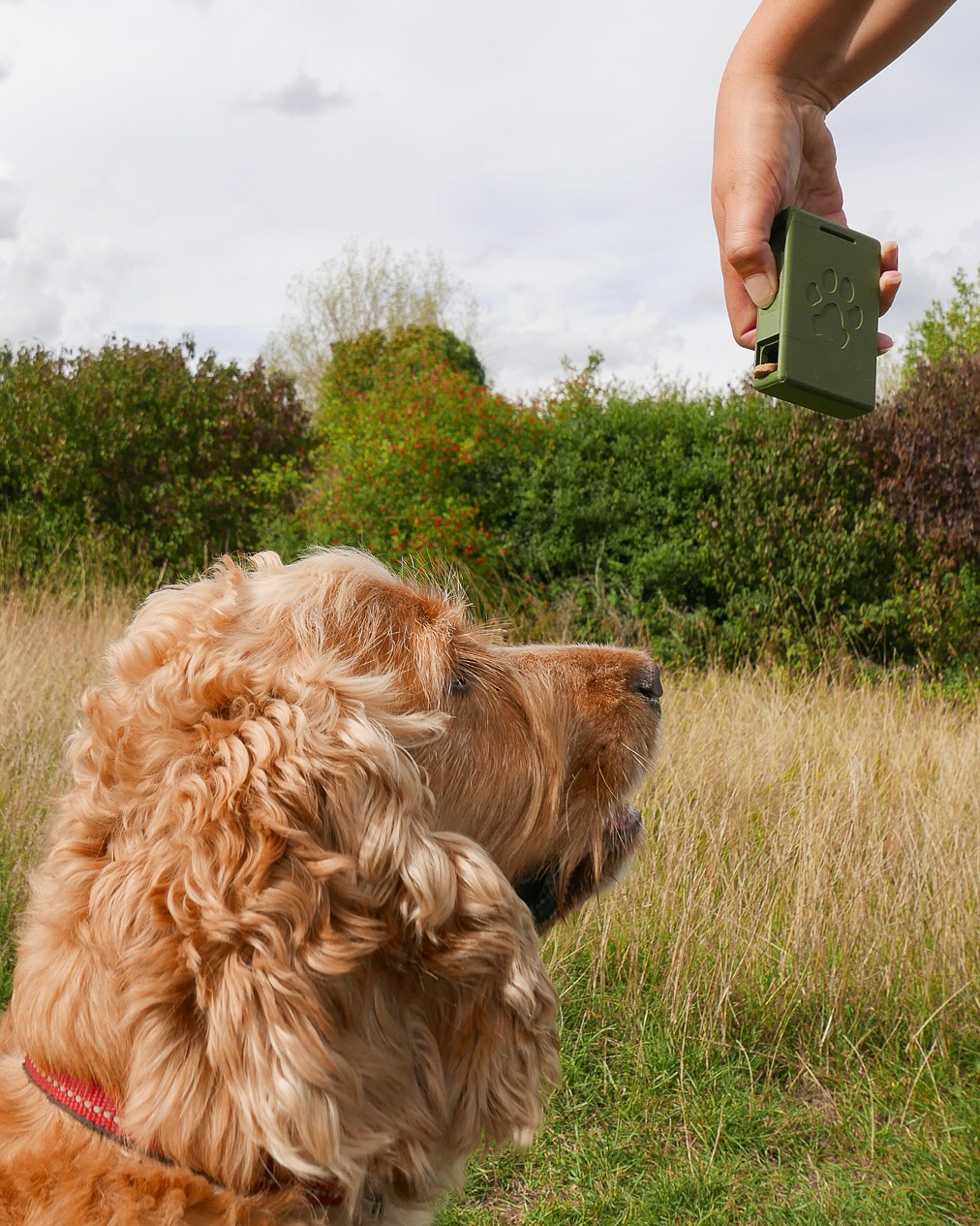 The Well-Mannered Pet Facebook ad