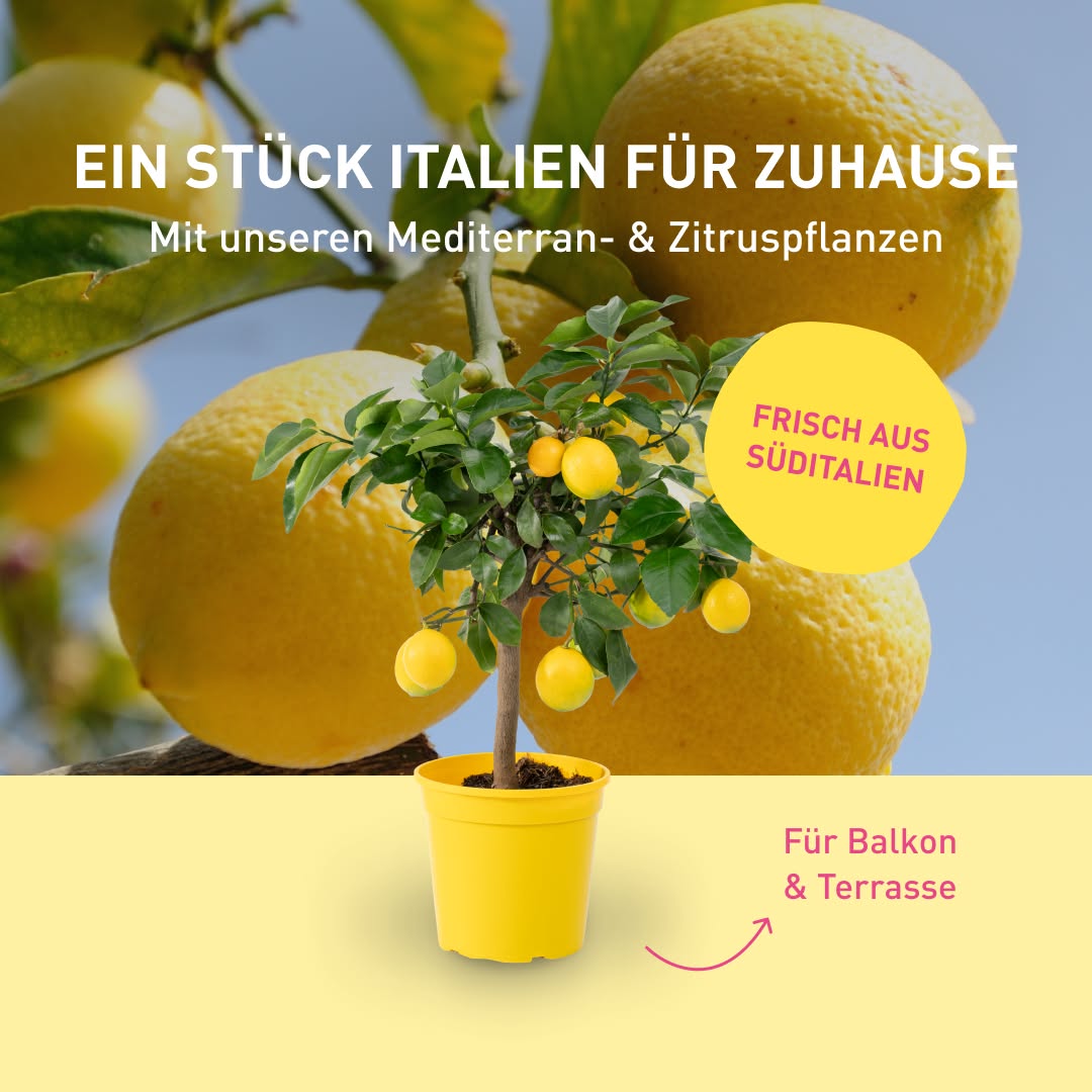 Plantura Facebook ad