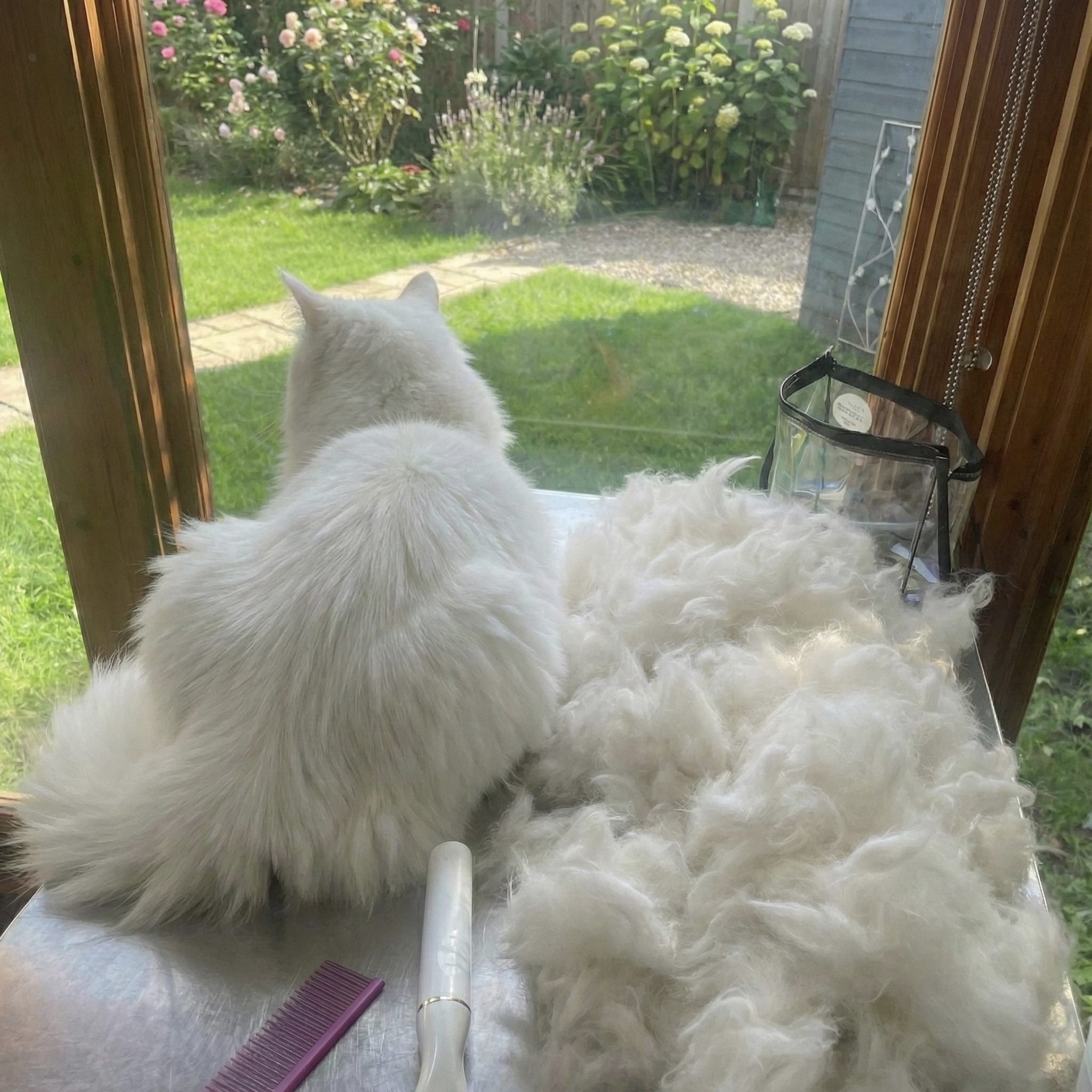 Healthy Pet Insiders Facebook ad: Read This If You Have A Pet Dog Or Cat