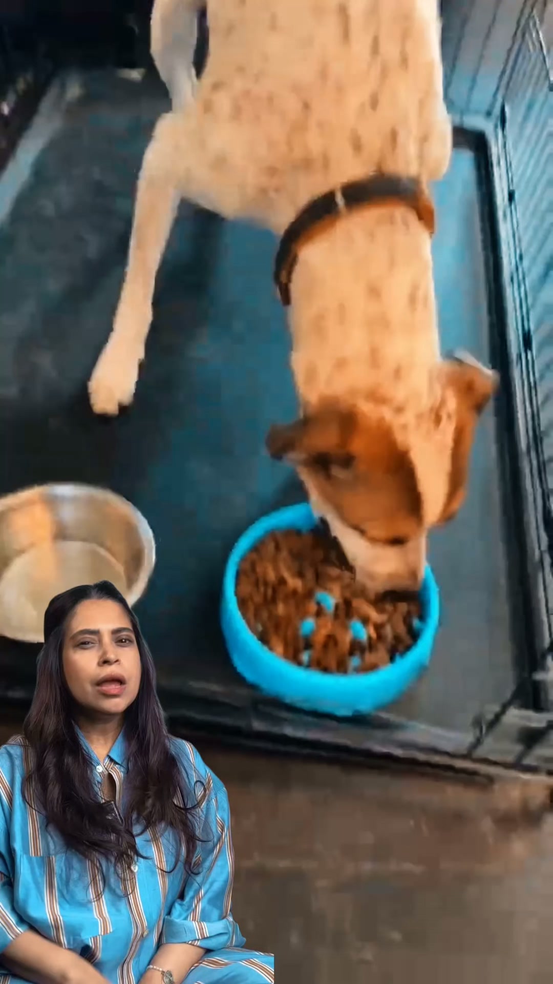 Treat for Tails Facebook ad: The Multivitamin Sprinkle That Replaced 5 Supplements