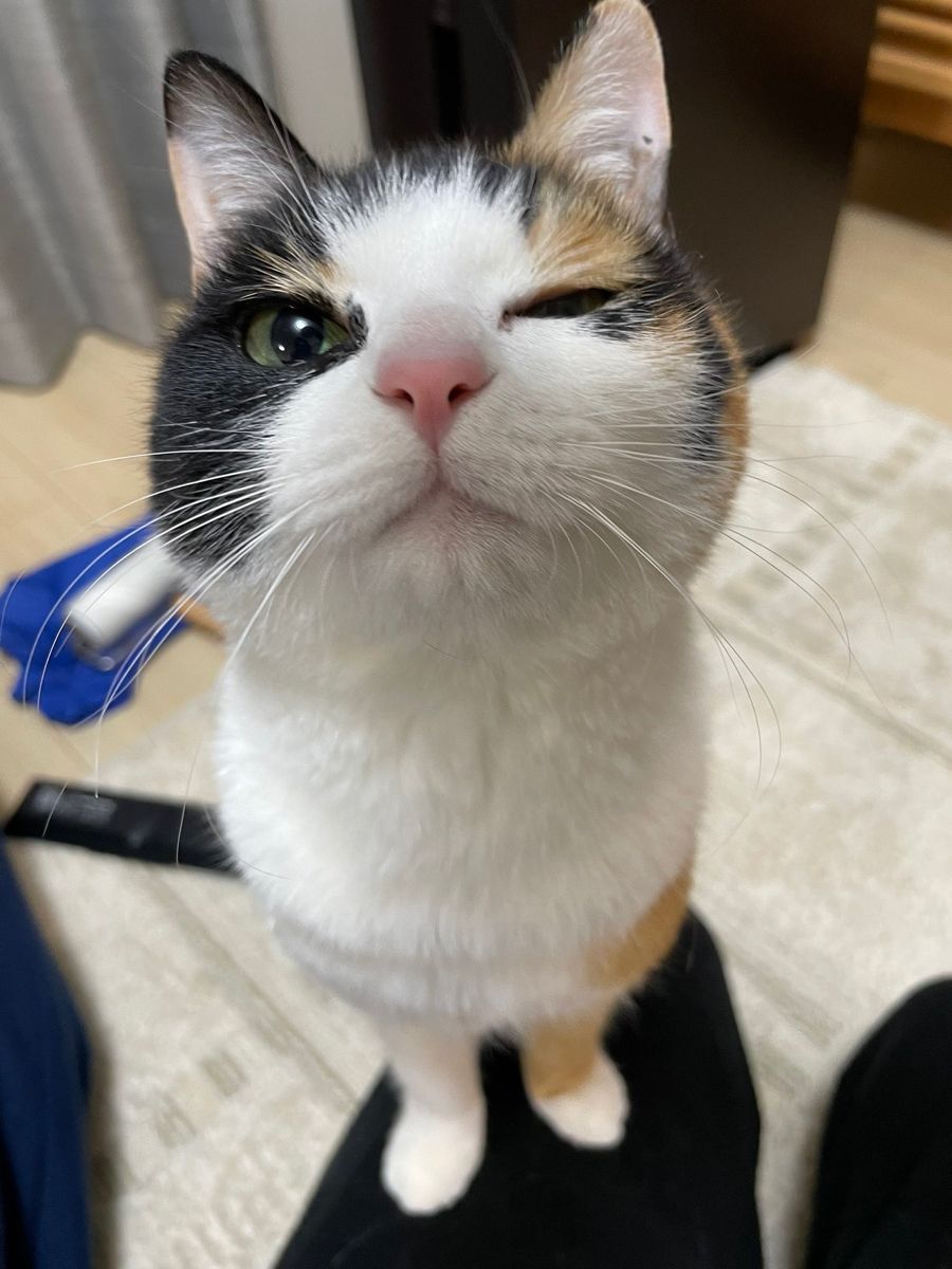 Cat Mom Living Facebook ad