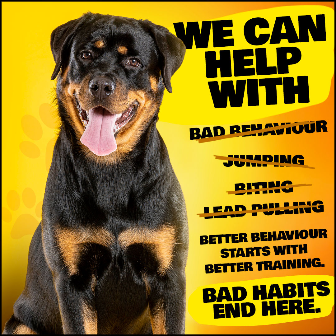 Allbreeds K9 Bootcamp & Pet Retreat Facebook ad: Here to Help