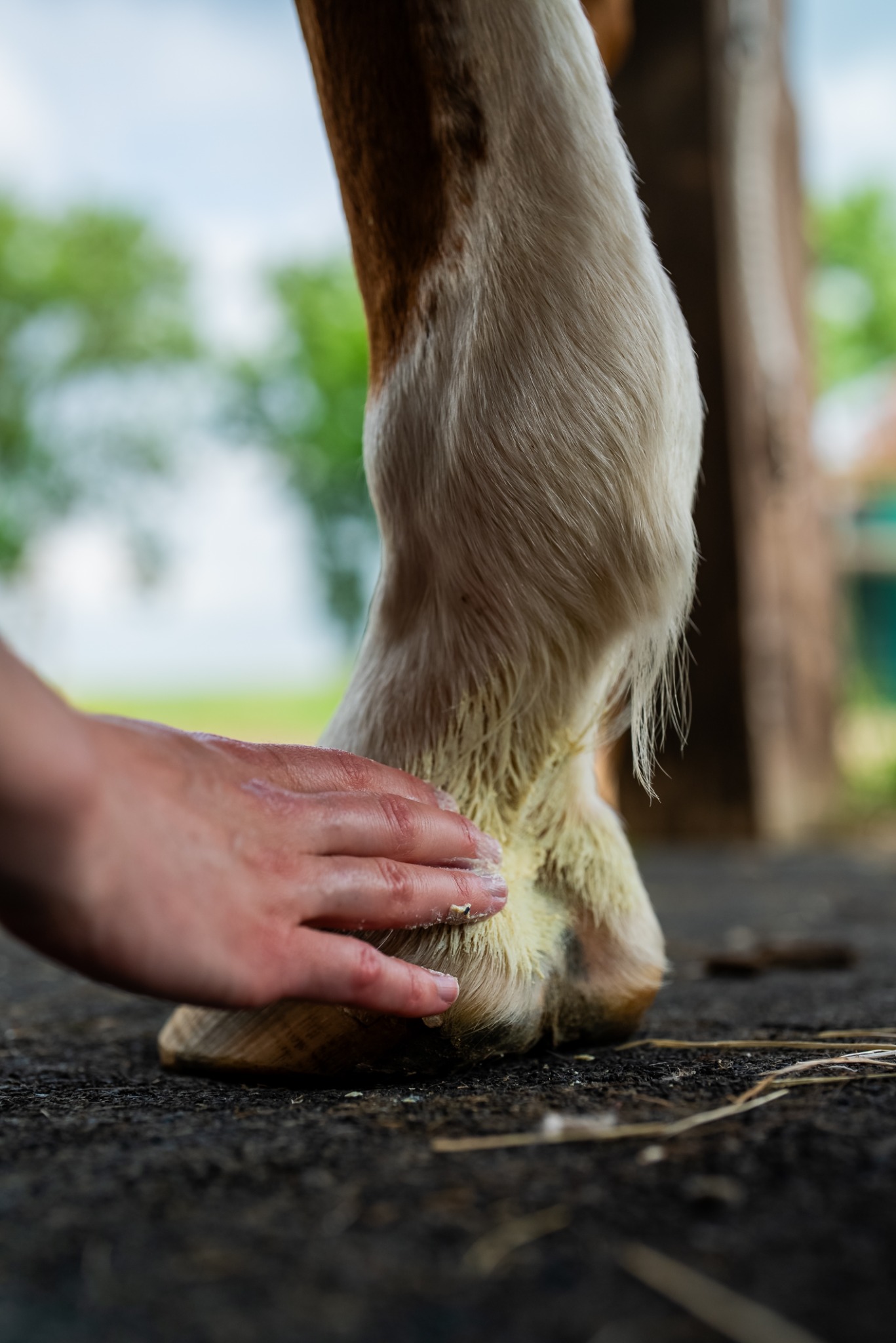 Cura naturale Facebook ad: Formulé pour la peau du cheval