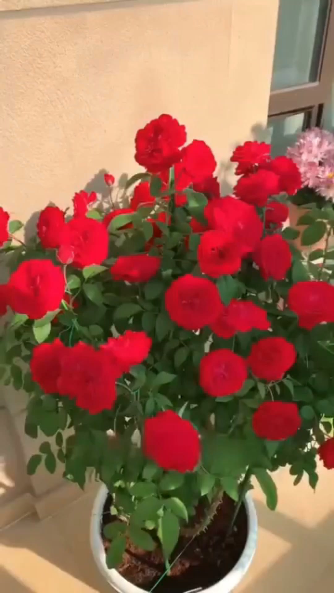 Afrisis Facebook ad: Grow Beautiful Climbing Roses at Home