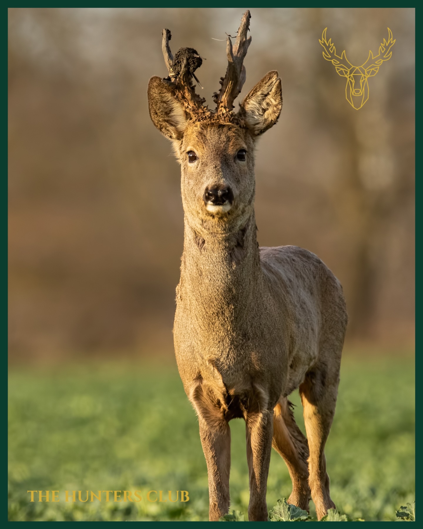 thehuntersclub_net Facebook ad: Noch Spuren vom Verfegen am Geweih.