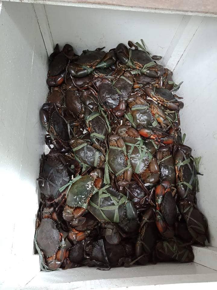 Davao Seafood and Meat Supplier Facebook ad: Fresh Arrivals Fri to Sun