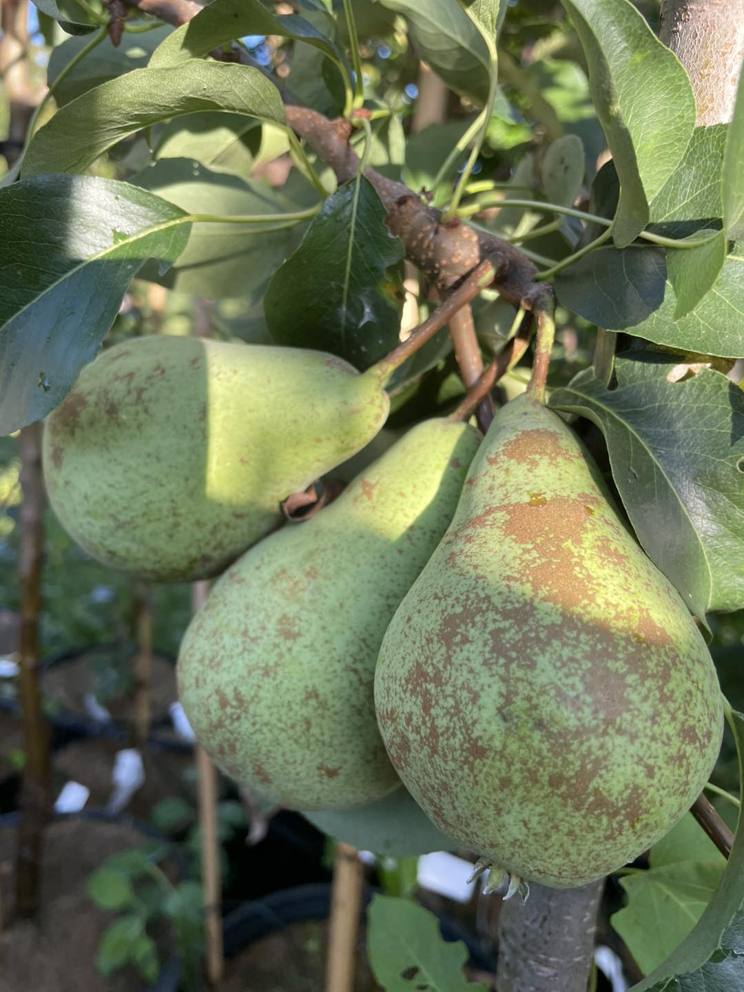 Obstbaumschule Bio Facebook ad: La pépinière fruitière suisse