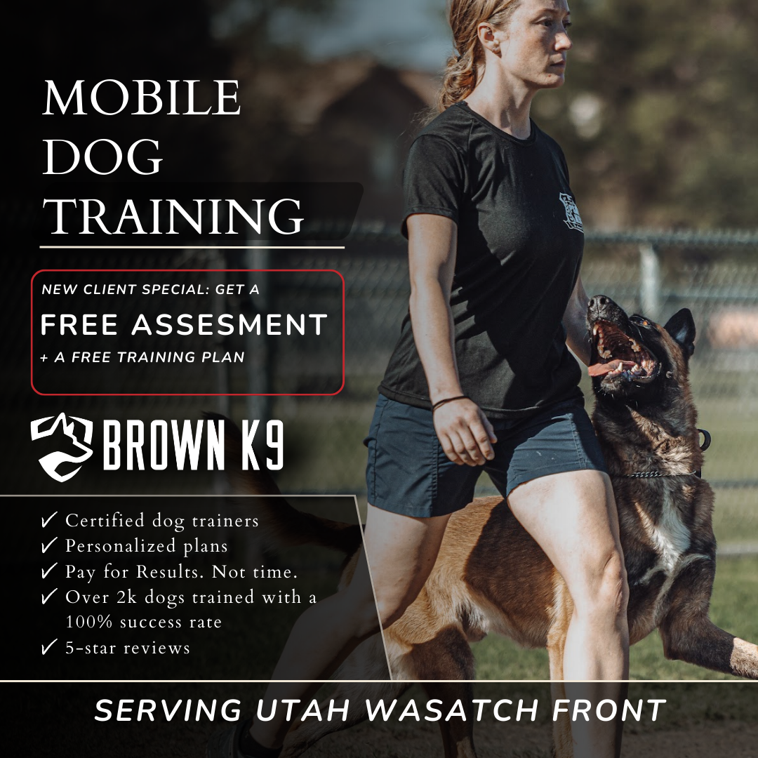 Brown K9 Facebook ad: FREE Training Assessment + Custom Dog Training Plan
