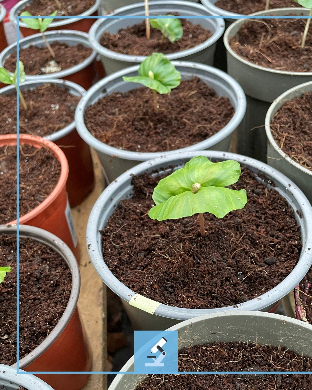SEEDFORWARD Facebook ad