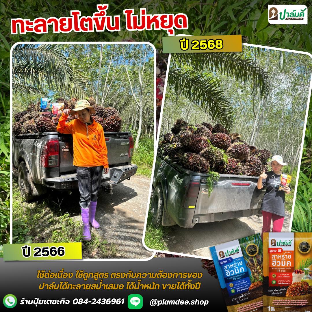 ร้านปุ๋ยเตชะกิจ - หมวยปาล์มดี จำหน่ายปุ๋ยปาล์มดีจากโรงงาน 084-2436961 Facebook ad