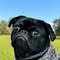 Seresto Pet Supplies