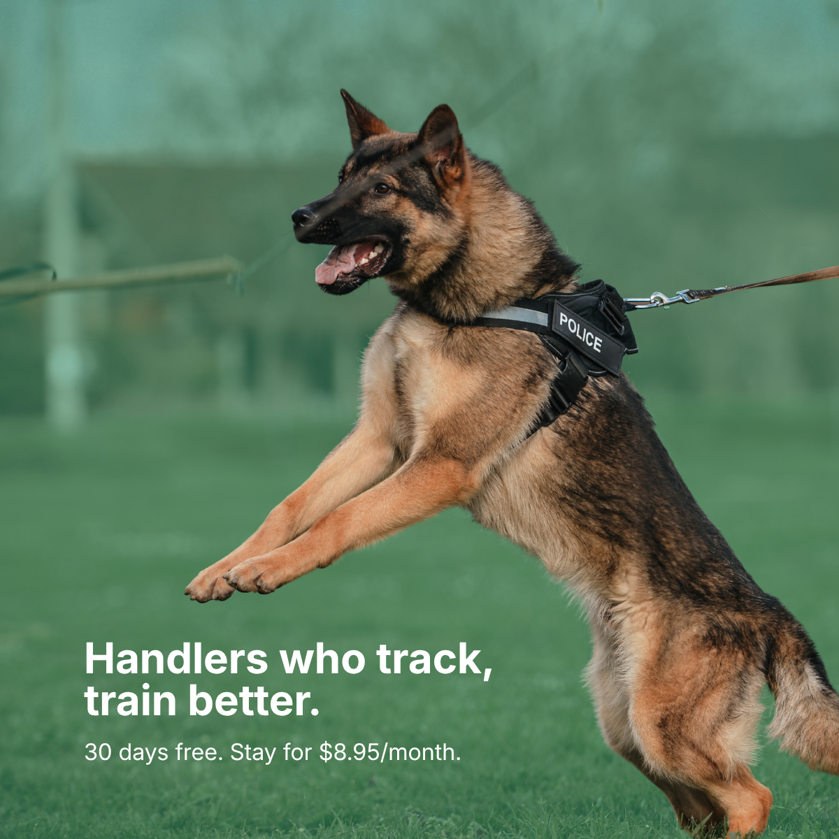 Working Dog App Facebook ad
