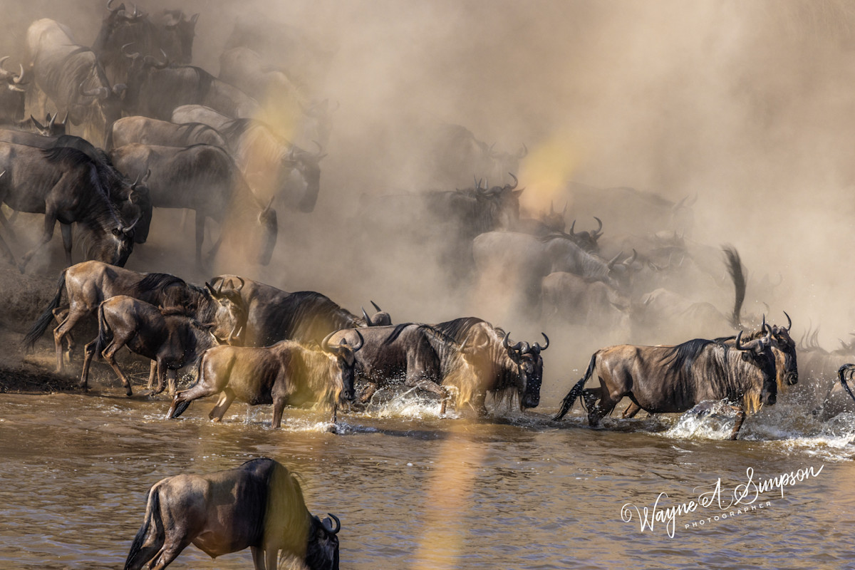 Wayne Simpson Photography Facebook ad: Wayne Simpson Photography brings passion to nature…