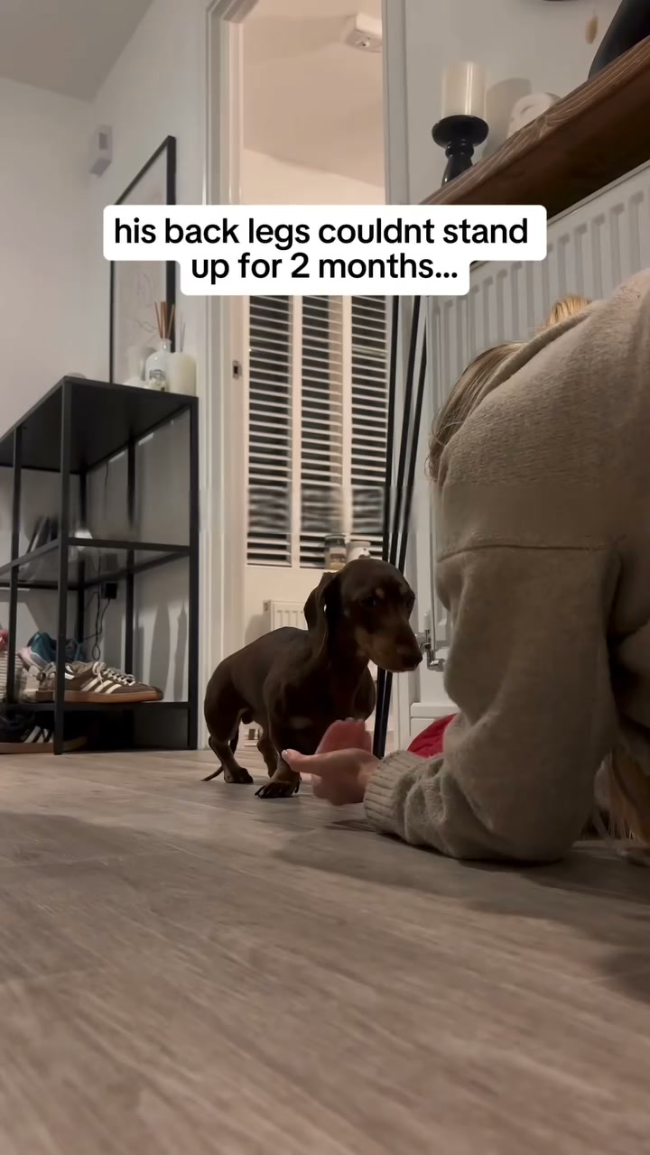 Lauren Hayes Facebook ad: The Peptide Compound Dog Owners Can't Stop Talking About
