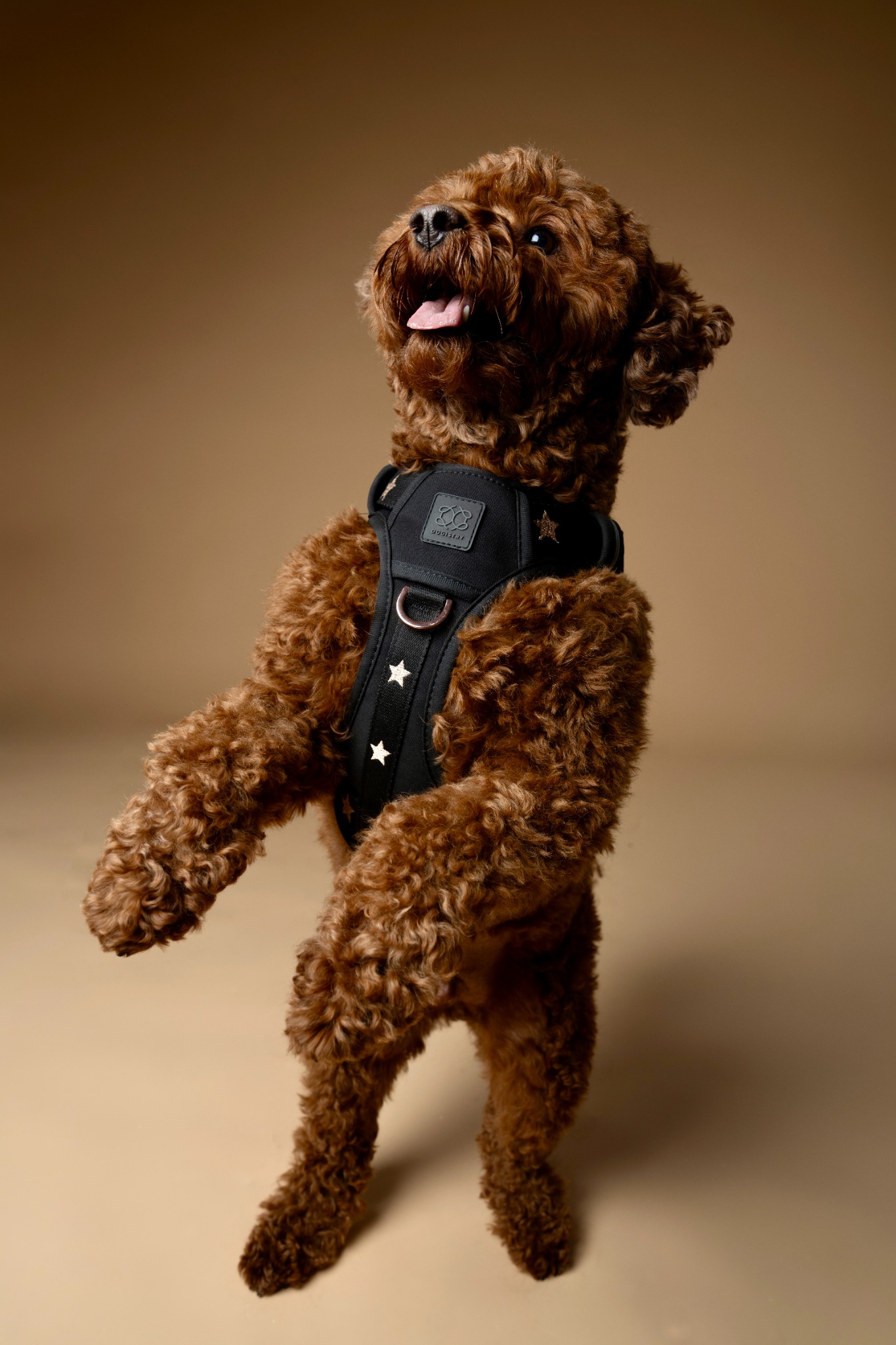 Dogistry Facebook ad