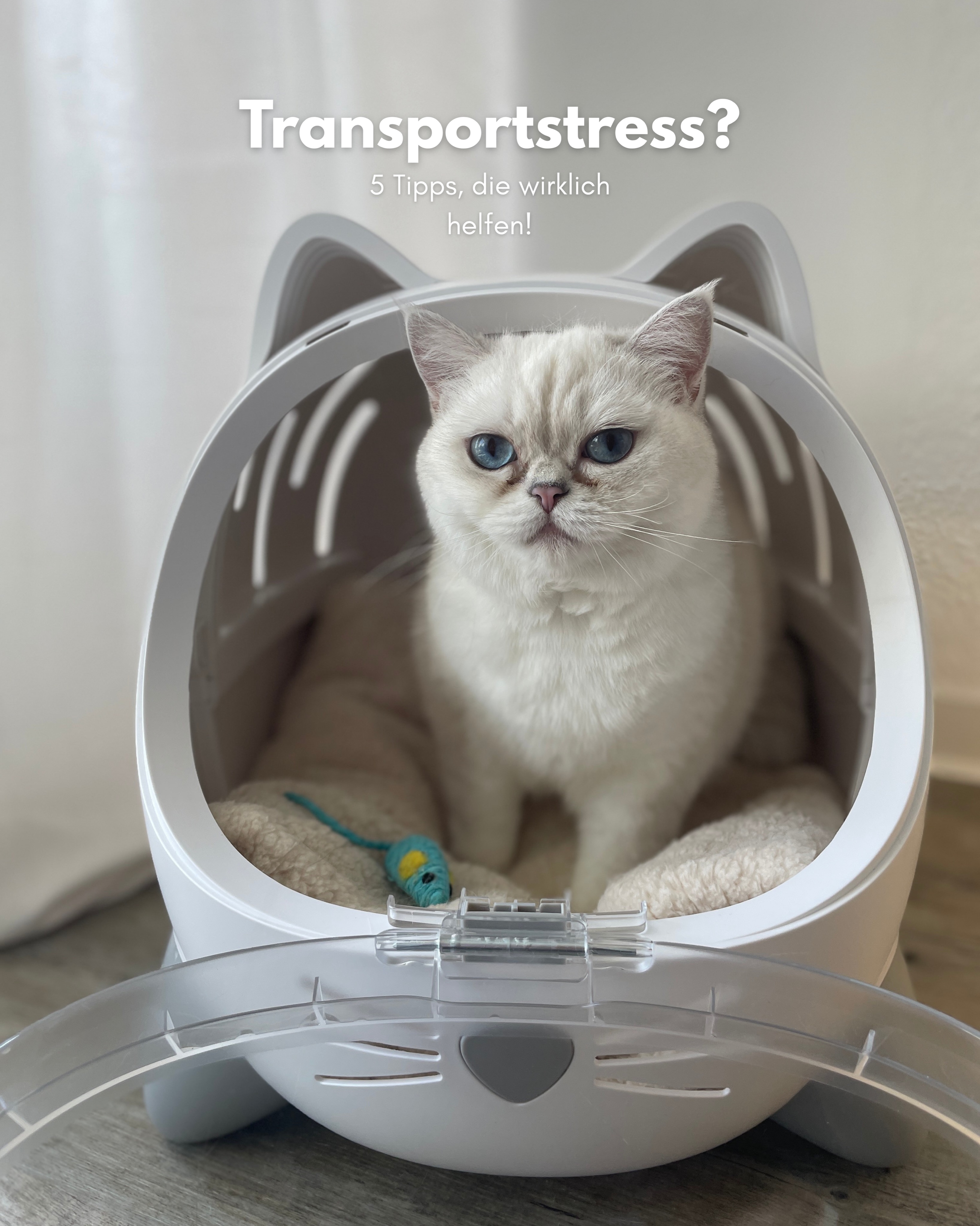 bkhpaws Facebook ad: Anzeige | Transportstress?
