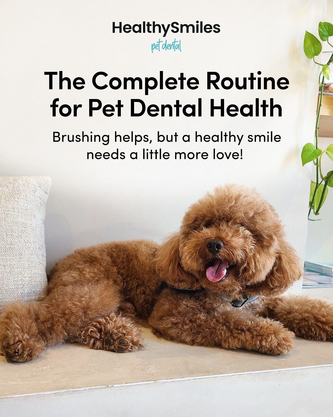 HealthySmiles Pet Dental Facebook ad: Not sure where to start with your pet’s…
