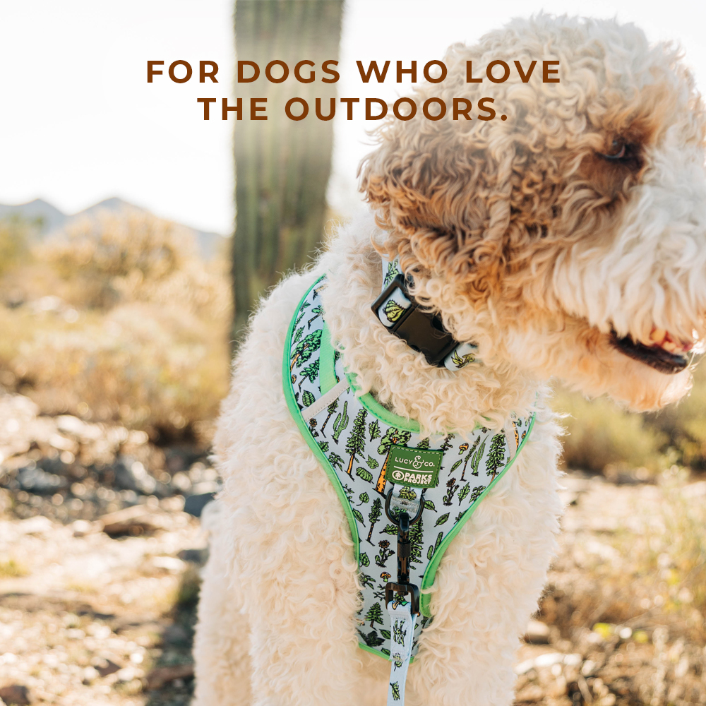 Lucy & Co. Facebook ad
