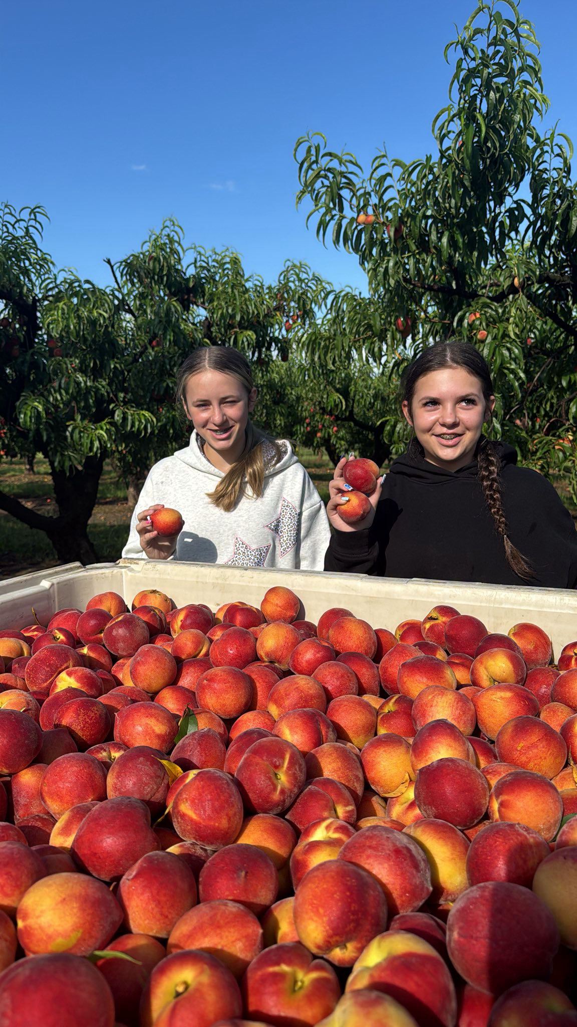 The Fruit Truck Facebook ad: Minot ND Georgia Peaches & Dark Cherries Truckload Sale