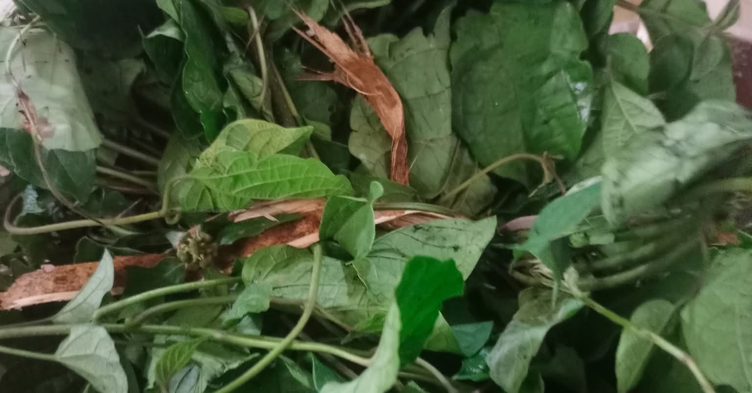 souce de vie traditionnelle pygmée de l'est Facebook ad: APPEL DE LA FORÊT SACRÉE