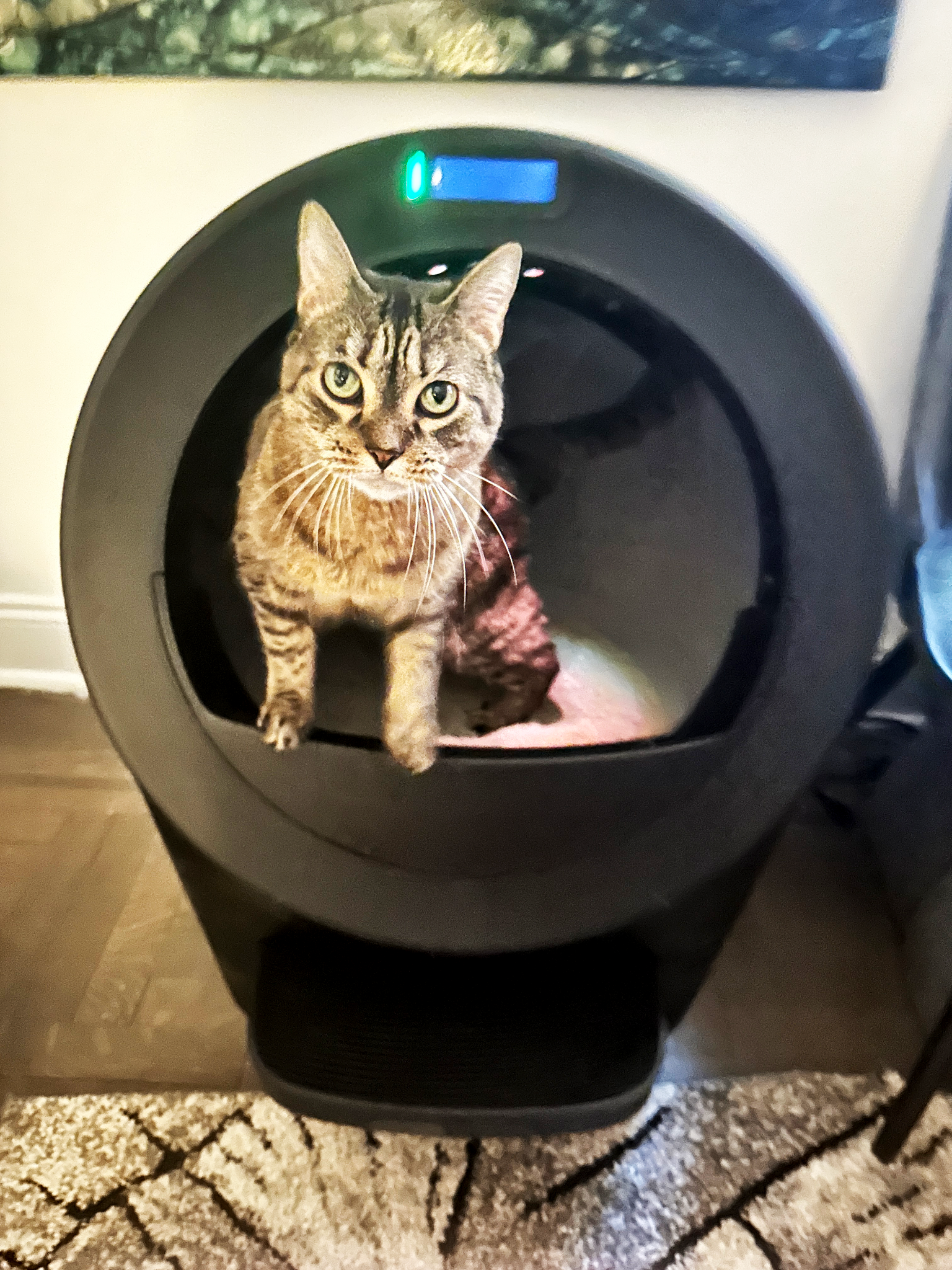 Whisker Facebook ad