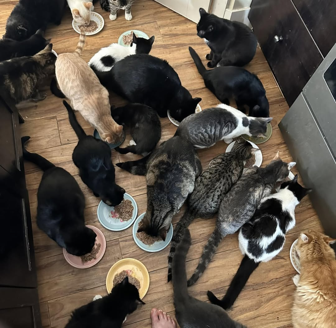 Vet approved products Facebook ad
