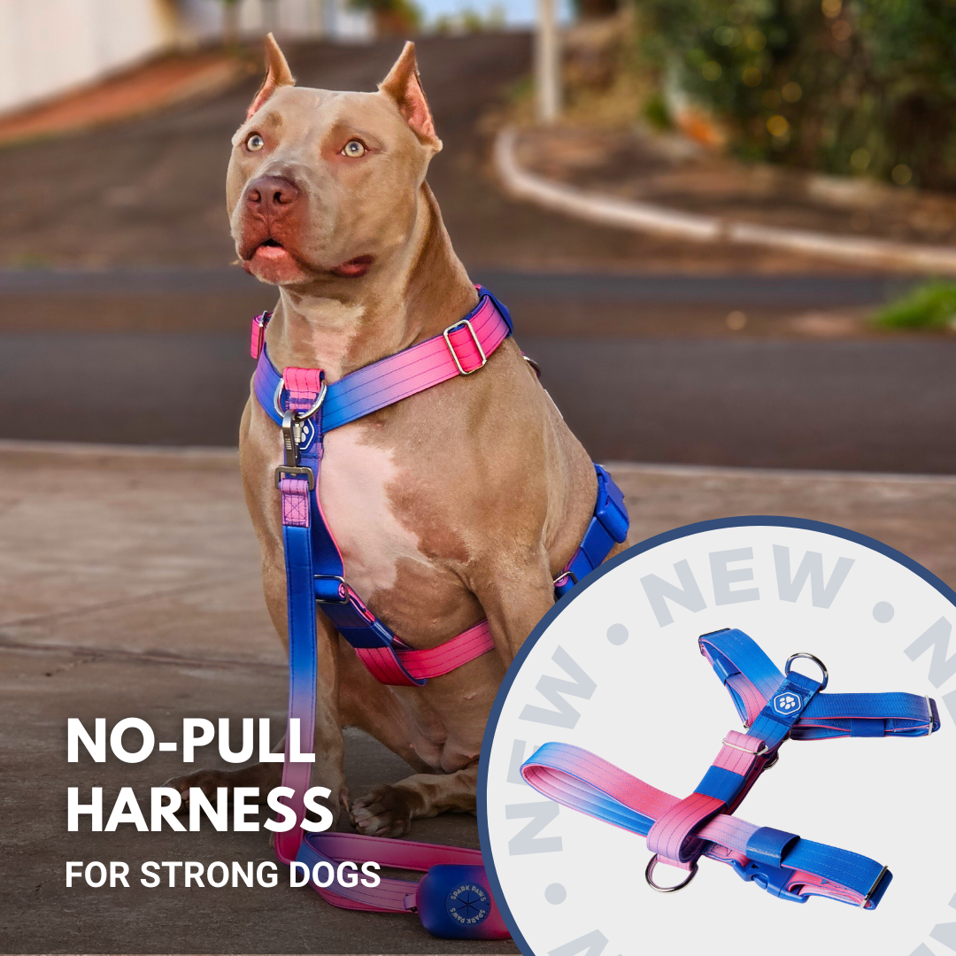 Spark Paws Facebook ad
