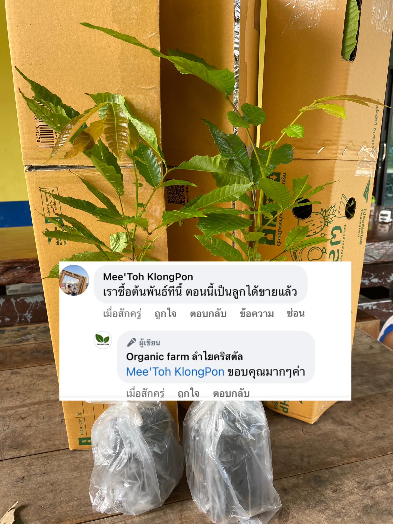 Organic farm ลำไยคริสตัล Facebook ad: ต้นกล้าลำไยคริสตัล คัดสายพันธุ์ ผลใหญ่ ผลดก ปลูก 2 ปีติดผล…