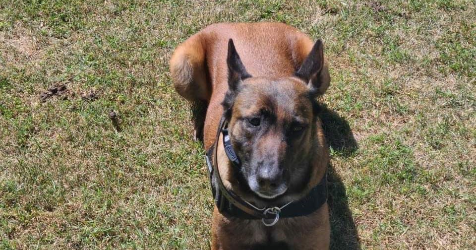 Jeremy's K9 training Facebook ad: I offer obedience training, behavioral issues, and puppy…