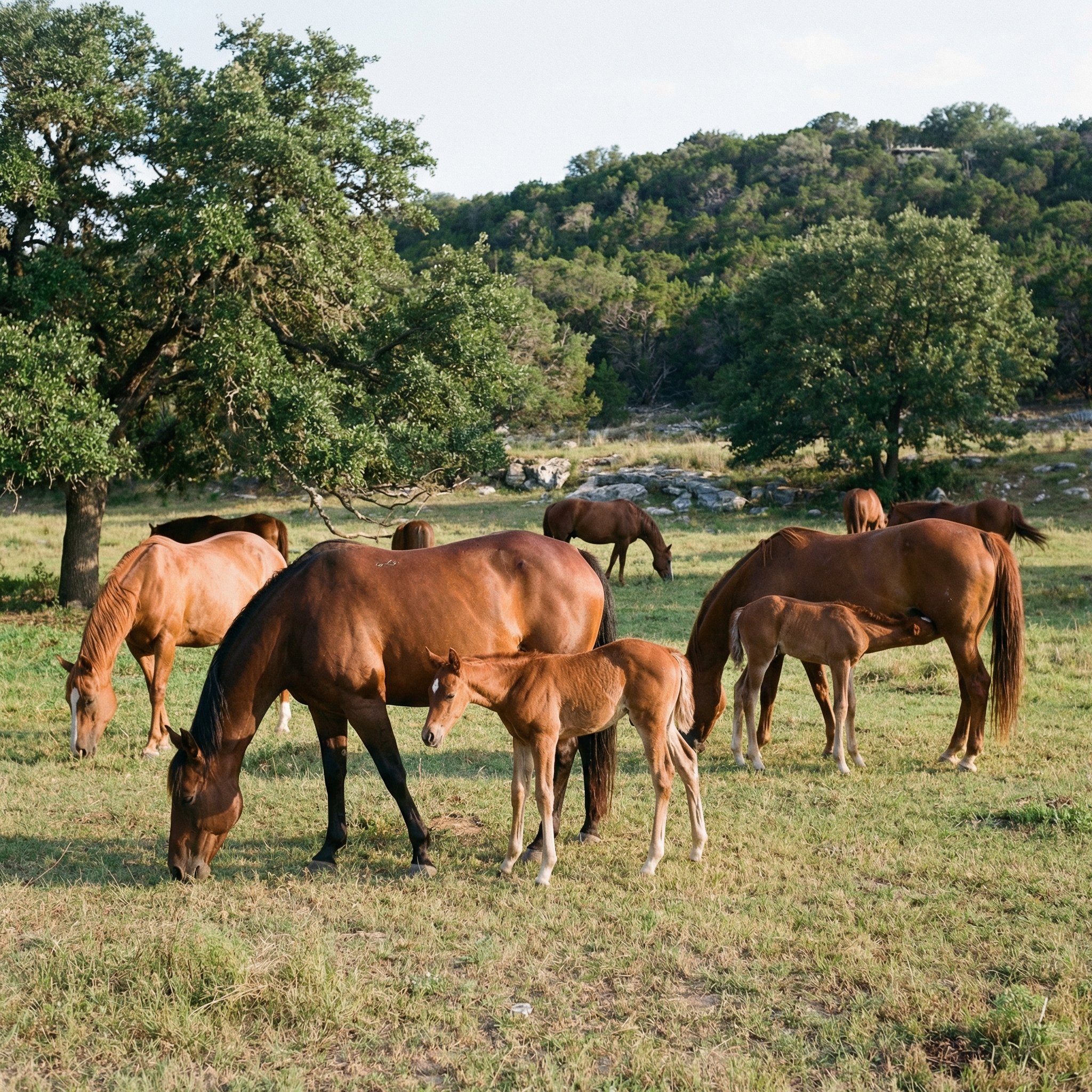 Lenny Robinson Facebook ad: If you haul horses, you need this in your trailer