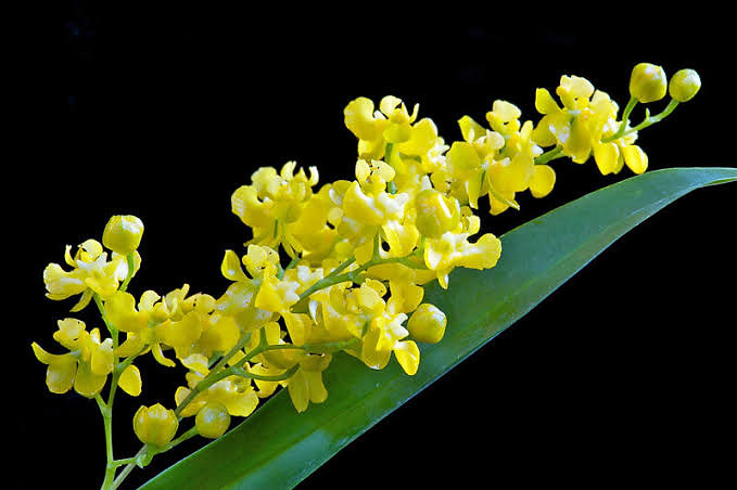 OrquideaShop Facebook ad: ¿Buscas orquídeas exóticas y productos de cuidado de…