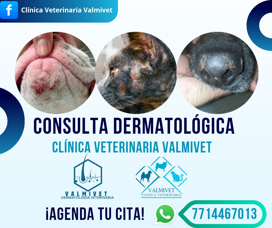 Clínica Veterinaria Valmivet Facebook ad: ¿Tu perro o gato se rasca sin parar?