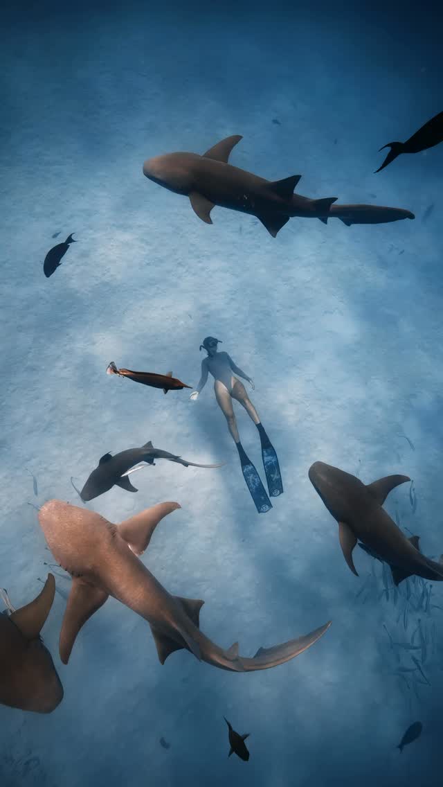 Grade Co Facebook ad: Turn your washed-out dive footage into the video…
