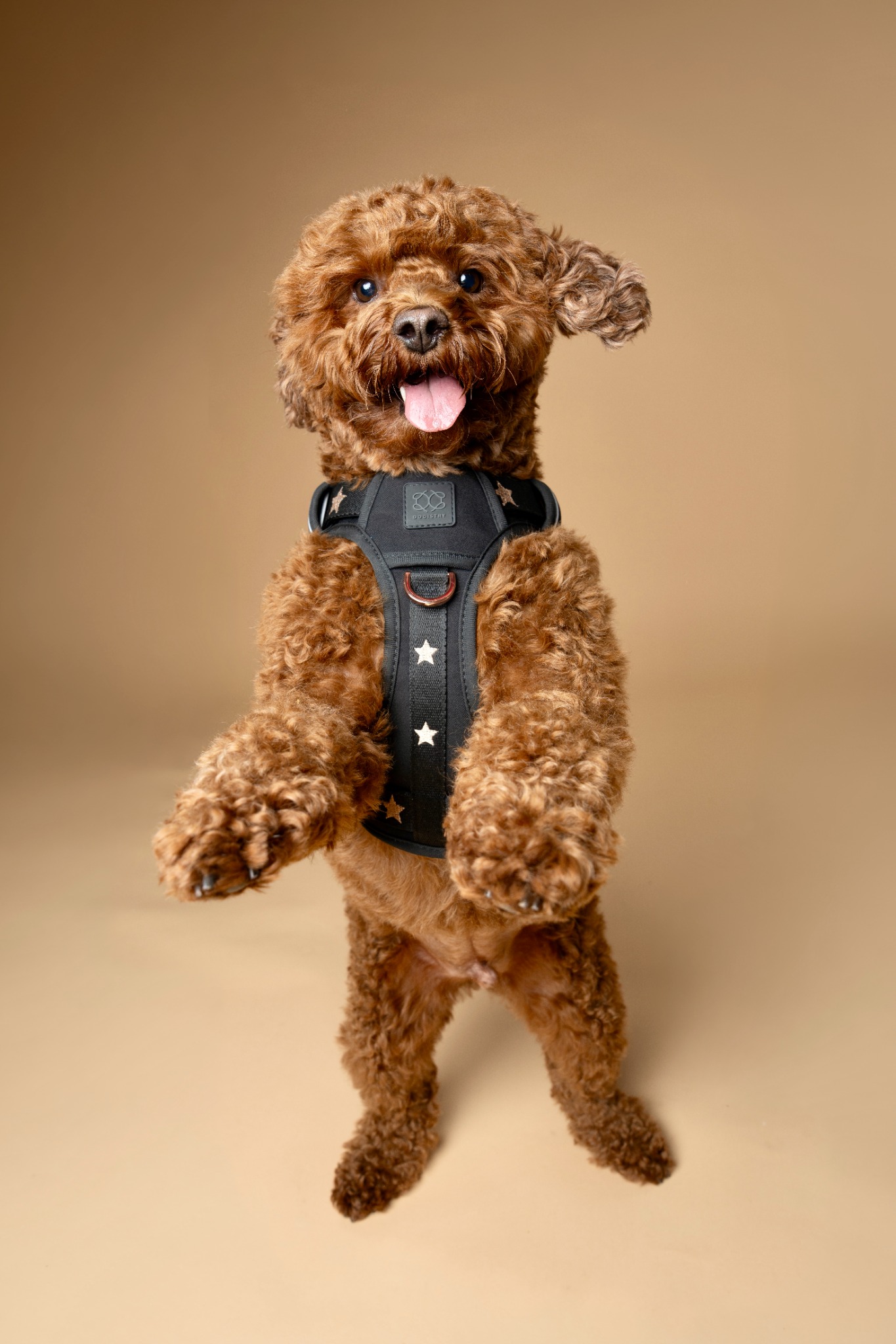 Dogistry Facebook ad