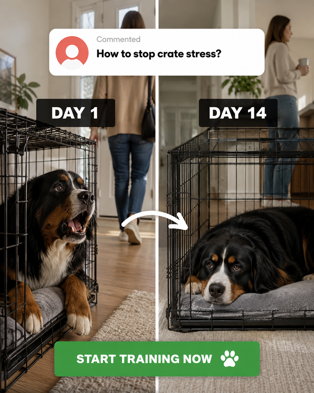 Ben Your Puppy Trainer Facebook ad